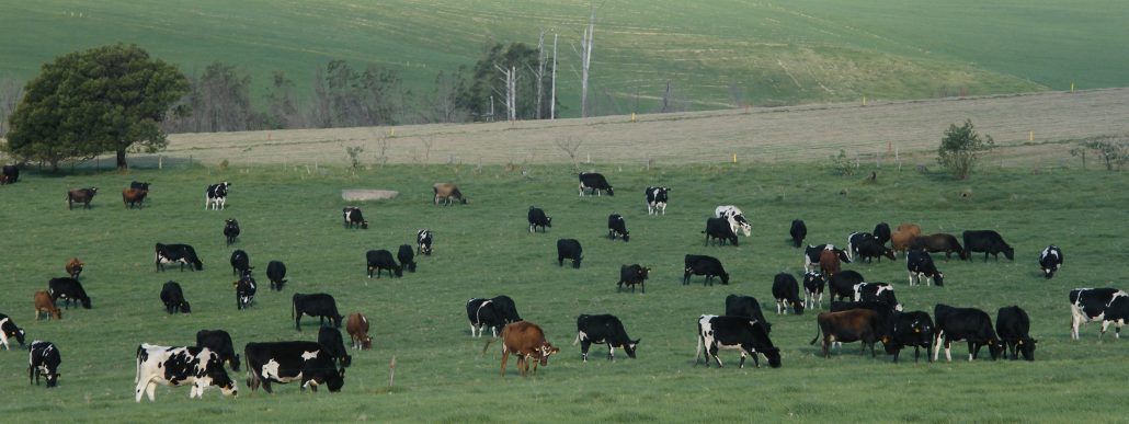 Pasture-based dairy farming