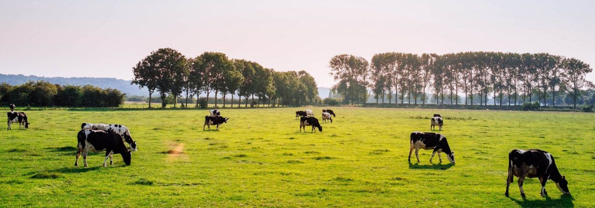 Cows grazing pasture