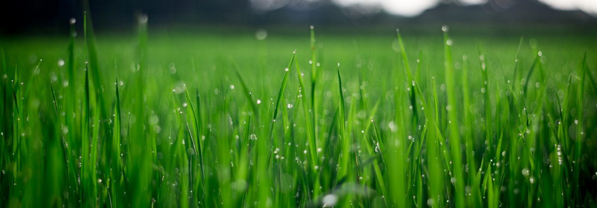 Effective nutrient cycling - grass