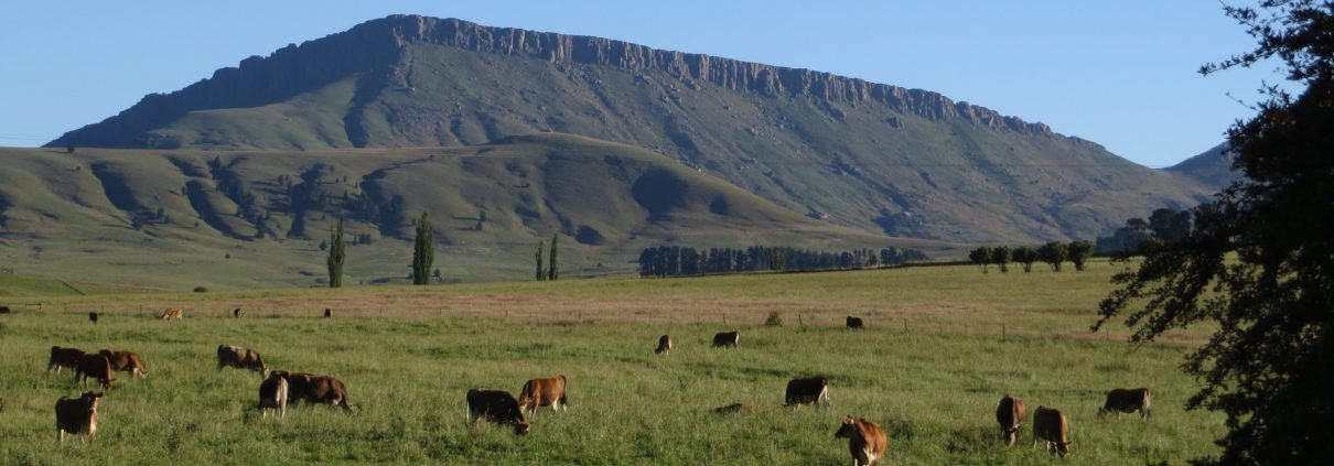 Cows grazing - Hogsback
