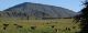 Cows grazing - Hogsback