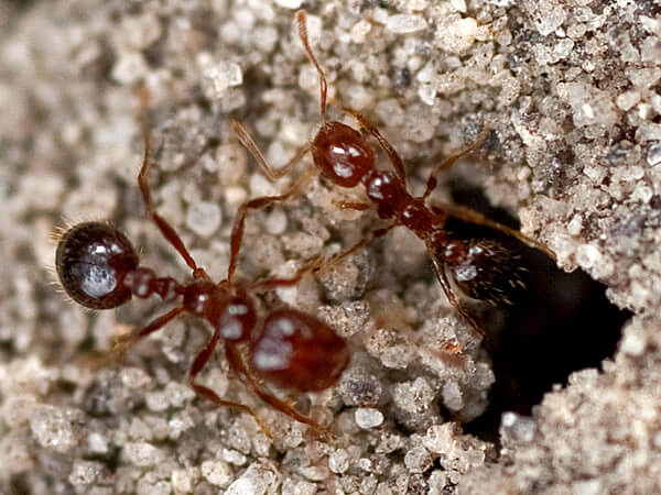 ants dig dug arrangement