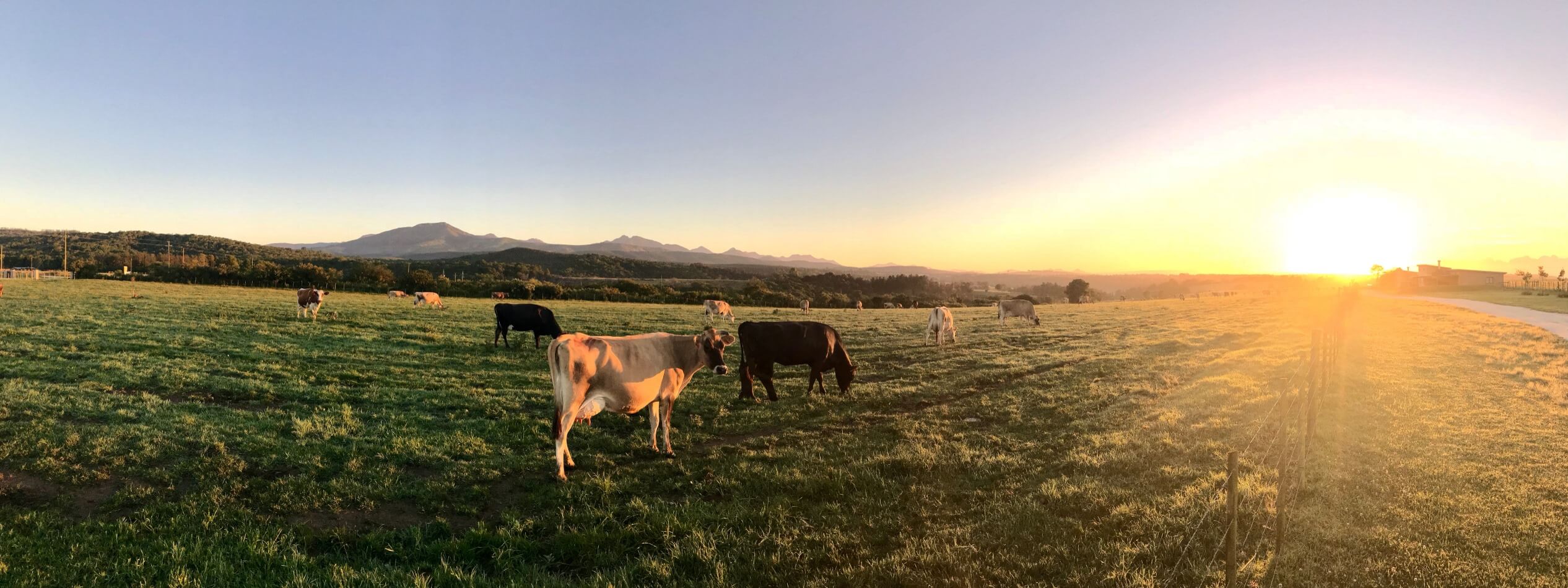 Cows, pasture and sunlight