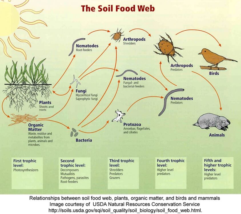 Soil Food Web USDA
