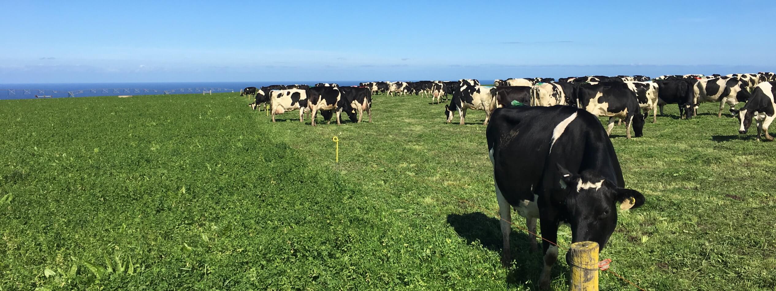 Cows grazing lucerne pastures