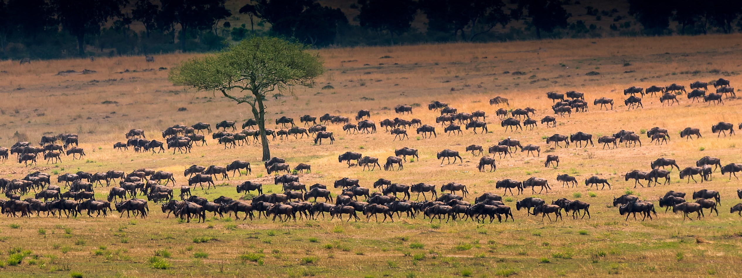 Wildebeest grazing