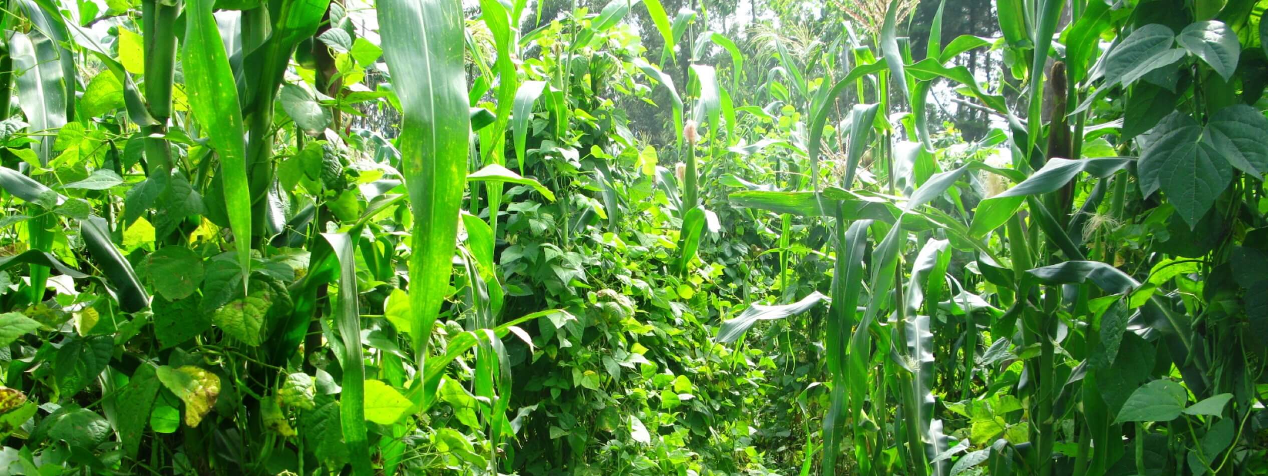 Intercropping maize and beans