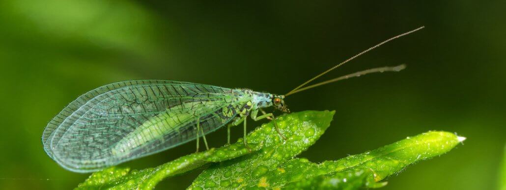 Green lacewings – Trace and Save