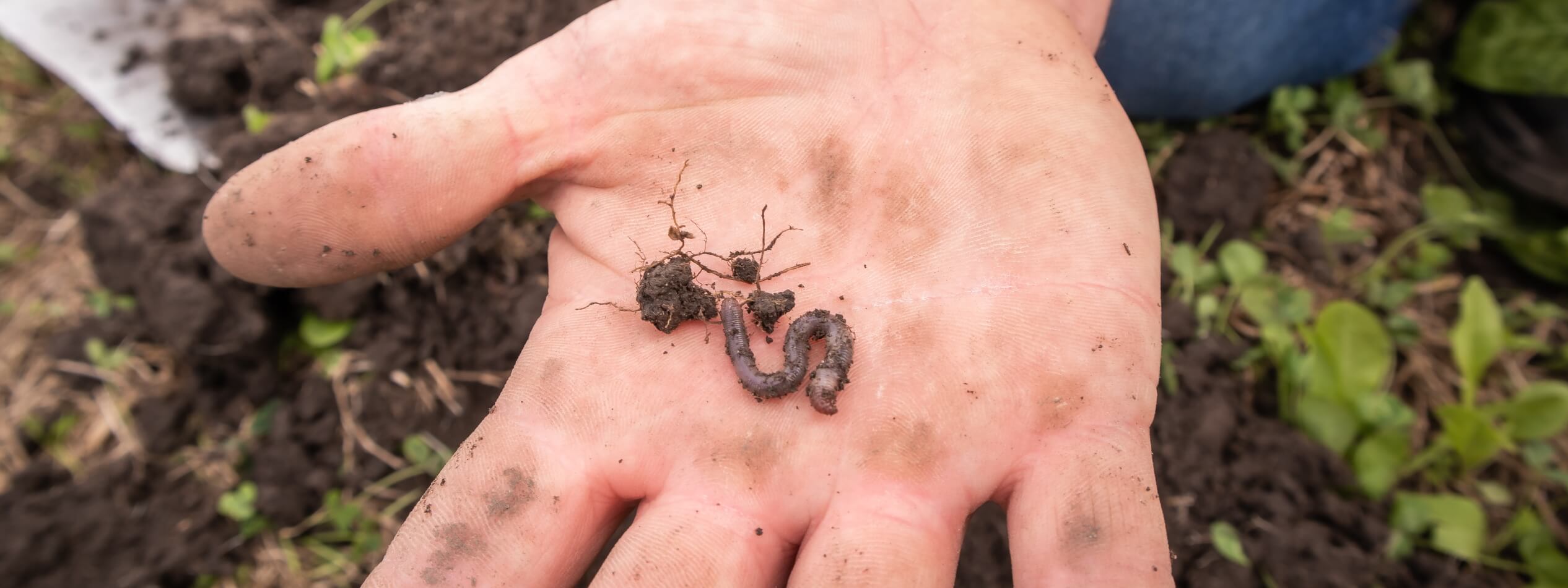 Hand with earthworm